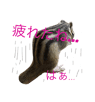 しまりす菜那のひととき5（個別スタンプ：1）