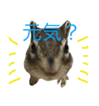 しまりす菜那のひととき5（個別スタンプ：3）