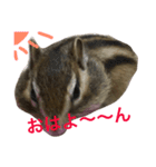 しまりす菜那のひととき5（個別スタンプ：4）
