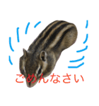 しまりす菜那のひととき5（個別スタンプ：7）
