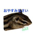 しまりす菜那のひととき5（個別スタンプ：9）