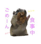 しまりす菜那のひととき5（個別スタンプ：11）