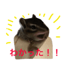 しまりす菜那のひととき5（個別スタンプ：13）