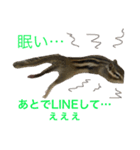 しまりす菜那のひととき5（個別スタンプ：16）