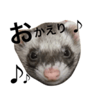 I LOVE FERRET 3 フェレット（個別スタンプ：4）