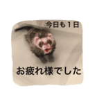 I LOVE FERRET 3 フェレット（個別スタンプ：5）