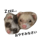 I LOVE FERRET 3 フェレット（個別スタンプ：6）