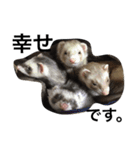 I LOVE FERRET 3 フェレット（個別スタンプ：7）