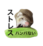 I LOVE FERRET 3 フェレット（個別スタンプ：8）