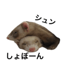 I LOVE FERRET 3 フェレット（個別スタンプ：11）