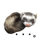 I LOVE FERRET 3 フェレット（個別スタンプ：12）