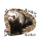 I LOVE FERRET 3 フェレット（個別スタンプ：16）