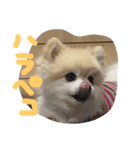 ポメころん（個別スタンプ：1）