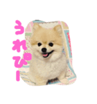 ポメころん（個別スタンプ：4）