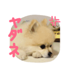 ポメころん（個別スタンプ：5）