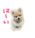 ポメころん（個別スタンプ：6）