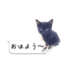 寺猫ズ（個別スタンプ：1）