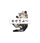 寺猫ズ（個別スタンプ：2）