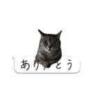 寺猫ズ（個別スタンプ：3）