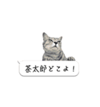 寺猫ズ（個別スタンプ：5）