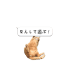 寺猫ズ（個別スタンプ：8）