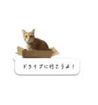 寺猫ズ（個別スタンプ：9）