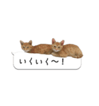 寺猫ズ（個別スタンプ：10）