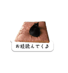 寺猫ズ（個別スタンプ：15）