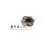 寺猫ズ（個別スタンプ：19）