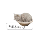 寺猫ズ（個別スタンプ：20）
