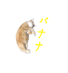 寺猫ズ（個別スタンプ：22）