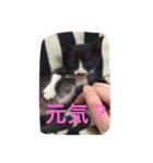 ハチワレ猫 のロック君（個別スタンプ：1）