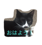 ハチワレ猫 のロック君（個別スタンプ：2）
