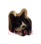 ハチワレ猫 のロック君（個別スタンプ：3）