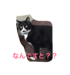 ハチワレ猫 のロック君（個別スタンプ：5）