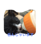 ハチワレ猫 のロック君（個別スタンプ：6）