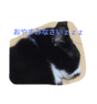 ハチワレ猫 のロック君（個別スタンプ：8）