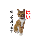 五十六スタンプ2（個別スタンプ：1）