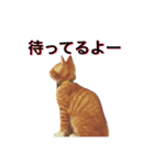 五十六スタンプ2（個別スタンプ：9）
