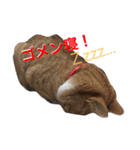 五十六スタンプ2（個別スタンプ：13）