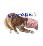 五十六スタンプ2（個別スタンプ：14）