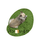 サウザー犬（個別スタンプ：1）