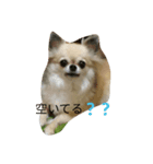 サウザー犬（個別スタンプ：2）