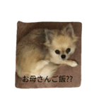 サウザー犬（個別スタンプ：3）