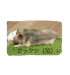 サウザー犬（個別スタンプ：4）