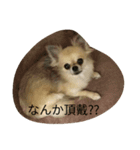 サウザー犬（個別スタンプ：5）