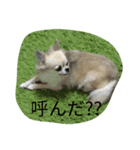 サウザー犬（個別スタンプ：6）