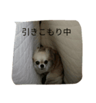 サウザー犬（個別スタンプ：7）