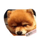 ベクの日々（個別スタンプ：1）