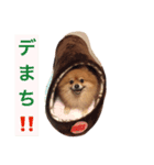 ベクの日々（個別スタンプ：3）